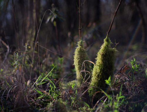 Spring is coming! – Houghton Forest, UK